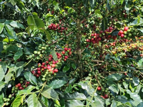 Ripe Coffee