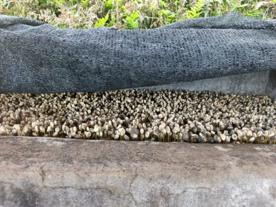 Seeds
