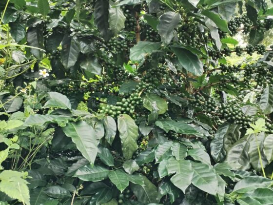 Green Coffee
