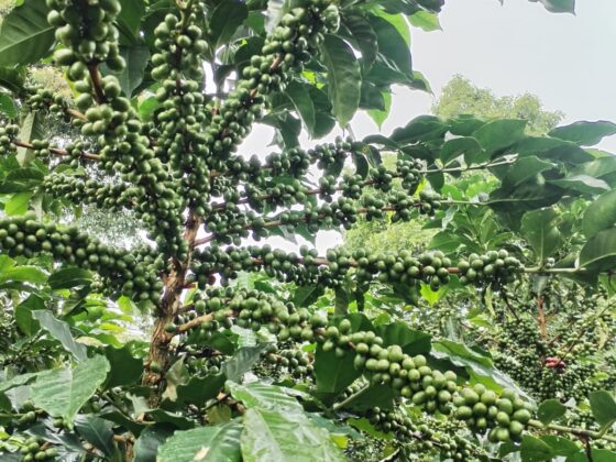 Green Coffee