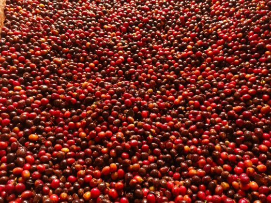 Our Coffee