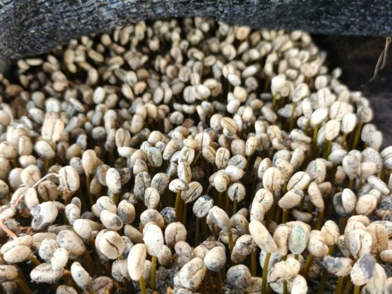 Seeds