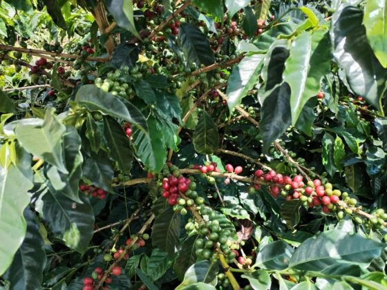 Ripe Coffee