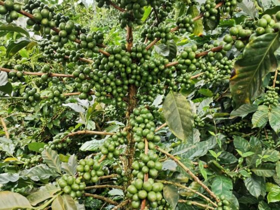 Green Coffee