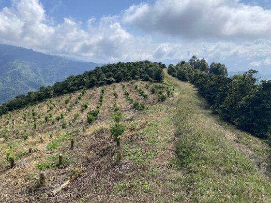 Baby Coffee Plants