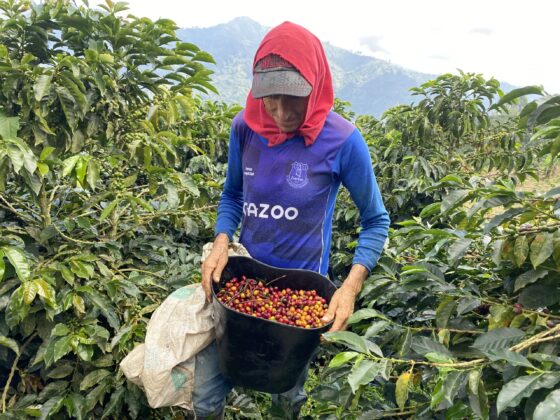 Coffee Picking