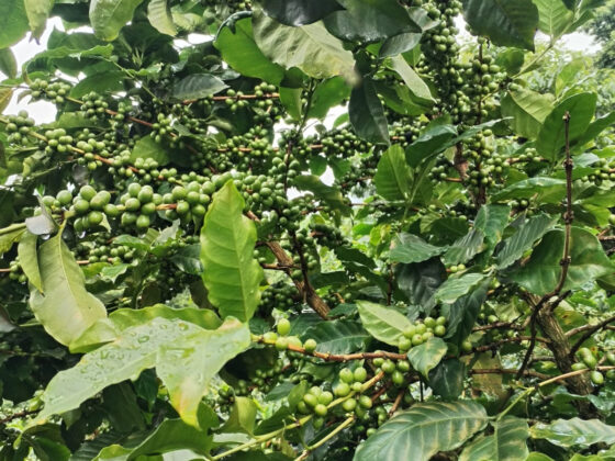 Green Coffee