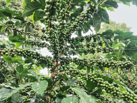 Green Coffee