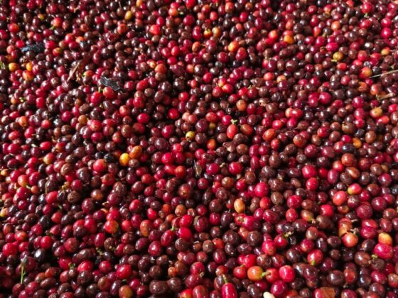 Our Coffee