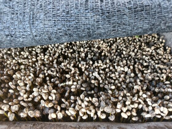 Seeds