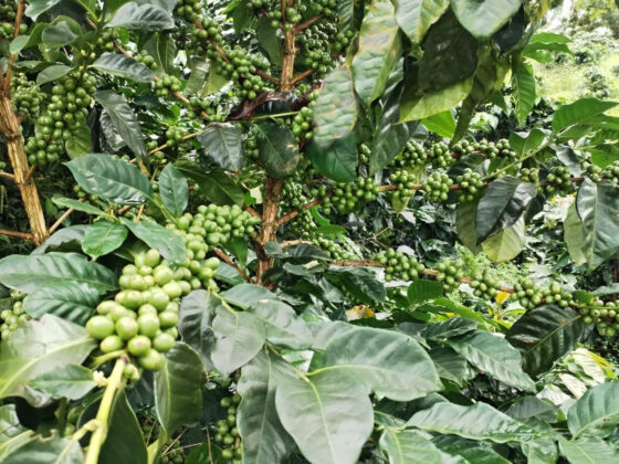 Green Coffee